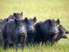 गरमपानी: सूअरों का झुंड गोभी, शिमला मिर्च, टमाटर की उपज को कर रहा बर्बाद