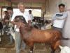 अयोध्या : ईद-उल-अजहा को लेकर गुलजार हुई बकरा मंडी, उमड़ रहे खरीदार