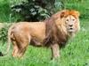 Cyclone, Biparjoy: ‘बिपरजॉय’ का बढ़ा खतरा, गिर जंगल से शिफ्ट किए गए 100 शेर