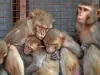 काशीपुर: बाग को नुकसान पहुंचा रहे बंदरों को जहर देकर मारा, 9 गिरफ्तार
