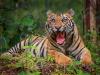 हल्द्वानी: परेवा गांव में दर्जनों मवेशियों को मार चुका है बाघ  