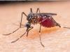 बरेली: मलेरिया का हमला तेज, 15 दिन में दोगुने मरीज