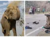 आंध्र प्रदेश : तेज रफ्तार लॉरी की चपेट में आने से तीन हाथियों की मौत