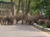 कोटद्वार: नेशनल हाईवे में लगाया हाथियों ने जाम, तस्वीरें हो रही वायरल