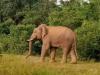 छत्तीसगढ़: हाथी के हमले में एक की मौत, चार मकान क्षतिग्रस्त 