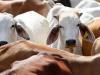 रायबरेली: नहर की पटरी पर एक साथ मृत मिलीं सात गायें, इलाके में मचा हड़कंप 