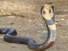 देहरादून: भाई-बहन को डस गया कोबरा सांप, परिजनों में मची अफरा-तफरी 