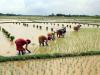 ईयू का वन-कटाई नियम भारतीय कृषि आधारित उद्योगों के लिए नए अवसर खोलेगा 