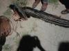 प्रयागराज : राष्ट्रीय पक्षी मोर-मोरनी की करंट लगने से हुई मौत
