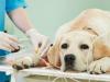 बरेली: कुत्तों में भी बढ़ रही किडनी की बीमारी, दिखें ये लक्षण तो तुरंत कराएं जांच