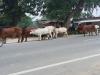 अयोध्या: हाइवे पर छुट्टा पशुओं को लेकर पशु विभाग व नगर पंचायत भिड़े, किसान और दुकानदार संकट में 