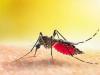 Dengue Alert: बांग्लादेश में मच्छरों का आतंक! डेंगू से अबतक 201 लोगों की मौत