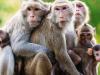 हल्द्वानी: जंगलात करेगा बंदरों का बधियाकरण,  प्रत्येक वन डिवीजन को पांच सौ बंदरों के बधियाकरण का लक्ष्य 
