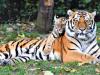 Global Tiger Day: कल रामनगर में जुटेंगे देश के सभी टाइगर रिजर्व के अधिकारी
