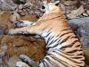 रामनगर:  बाघ का शव मिलने से कॉर्बेट प्रशासन के अधिकारियों में मचा हड़कंप 