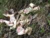 नैनीताल के जंगल में मिले 1000 और 500 के नोट, पुलिस जुटी जांच में