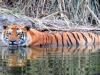 बहराइच: बाघों की सुरक्षा के लिए कतर्नियाघाट में रेड अलर्ट, जानें वजह