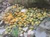 Unnao News : माटी मोल हुआ फलों का राजा दशहरी, नालियों में फेंकने को मजबूर बागवान, पढ़ें- पूरी खबर