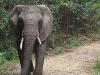 छत्तीसगढ़: जशपुर में जंगली हाथी के हमले में ग्रामीण की मौत