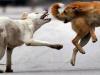 बरेली: हिंसक कुत्तों के हमले में उप परिवहन आयुक्त घायल, ग्रीन पार्क में सड़क पर गिराया