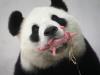 दक्षिण कोरिया में पहली बार ‘जाइंट पांडा’ ने जुड़वां बच्चों को दिया जन्म 