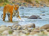 भीमताल: वन्य जीव संस्थान देहरादून का दल बाघ प्रभावित क्षेत्र में पहुंचा