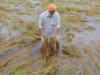 रुद्रपुर: डीएम ने बारिश से फसल क्षति के आकलन के दिए  निर्देश
