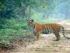 बहराइच : कतर्नियाघाट में बढ़ा बाघों का कुनबा, आंकड़े जारी 