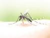 संभल के गांव हाफिजपुर में बीमारी से महिला सहित चार की मौत, पानी में मिला डेंगू मच्छर का लार्वा