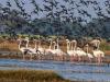 न्यूजीलैंड में हजारों प्रवासी पक्षी देंगे दस्तक, क्या वे अपने साथ लाएंगे प्राणघातक बर्ड फ्लू? 