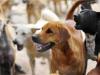 बरेली: पॉश कॉलोनियों से कुत्तों को पकड़ने का सच कागजों में छिपा