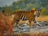 रामनगर: खेत में बाघ के घुसने से  ग्रामीणों में मचा हड़कंप