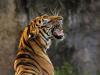 हल्द्वानी: बाघों की सुरक्षा और मानव-बाघ संघर्ष रोकने को लेकर मांगा एक्शन प्लान