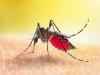 मुरादाबाद : मौसम में बदलाव से बढ़ रहे डेंगू के मरीज, अब तक 33 में पुष्टि