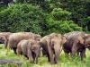छत्तीसगढ़: हाथियों के दल ने महिला पर किया हमला, मौत