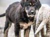 बरेली: कुत्तों में बढ़ रहा पार्वो वायरस का खतरा, IVRI के रेफरल वेटेनरी पॉली क्लिनिक में रोजाना पहुंच रहे 10-12 मामले