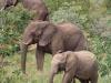 छत्तीसगढ़: जंगल में बुजुर्ग पर हाथियों ने किया हमला, मौके पर मौत 