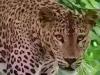 उन्नाव में युवक पर जंगली जानवर ने किया हमला, तेंदुए की आशंका