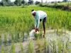 अयोध्या: दस दिनों में हो गई 90 फीसदी बरसात, फसलों का हलक सूखा