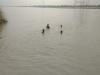 रायबरेली हादसा : गंगा नदी में नहाते समय तीन बच्चे डूबे, दो लापता 