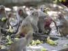देहरादून:  कई दिनों तक दिया जा रहा था बंदरों को जहर, पुलिस आरोपियों के नजदीक