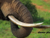 काशीपुर: कुमांऊ में पिछले चार सालों में चौथी बार पकड़े गए हाथी दांत के तस्कर