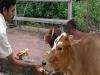 बरेली: पहली रोटी और आटे का चोकर गाय को अभियान चलाएगा नगर निगम