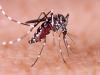 मुरादाबाद: नौ और लोगों को लगा डेंगू का डंक, मरीजों की संख्या हुई 115