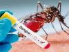 मुरादाबाद: डेंगू मरीजों को जरूरत पर नहीं मिल प्लेटलेट्स, निजी का सहारा... भटक रहे तीमारदार