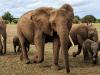 छत्तीसगढ़: खेत पर की गयी तार फेंसिंग की चपेट में आने से हाथी की मौत 
