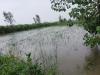 जसपुर: क्षेत्र में हुई भारी वर्षा से किसानों की धान की फसल का काफी नुकसान हो गया 