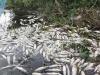 शांतिपुरी: धौराडैम में अज्ञात कारणों से मछलियां मरीं