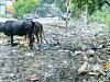 Amrit Vichar Investigation: शारदा नगर में टूटी सड़कें और नलों से गंदा पानी, जगह-जगह लगे गंदगी के ढेर, मोहल्लेवासी परेशान