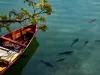 नैनीताल: नैनी झील से निकाली जाएंगी खतरनाक कॉमन कार्प और बिग हेड मछलियां
